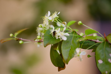 Flor perfeita 