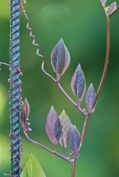 Cathedral bells vine (Cobaea scandens) leaves and tendrils.