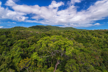 Fototapeta na wymiar Rainforestation nature park, Queensland, Kairns, Australia
