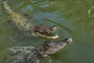 Crocodile fight for prey, Queensland, Wangetti, Australia