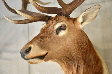 STOLZER HIRSCH