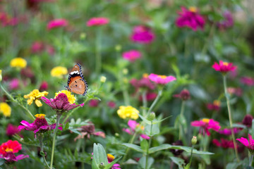 butterflies in a beautiful flower garden