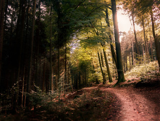 Fototapeta premium Sonnenschein im Wald