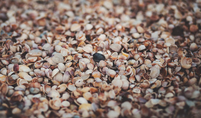 sea shells, seashells on the sea