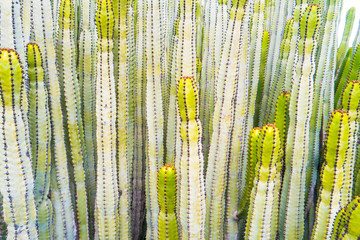 Close-up view of many green trunks of spurge cactus euphorbia canariensis. Can be used as nature...