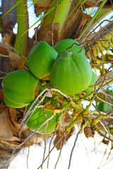Green young coconuts growing on a palm tree