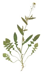 Herbarium with dry pressed on white background. lamium purpureum.