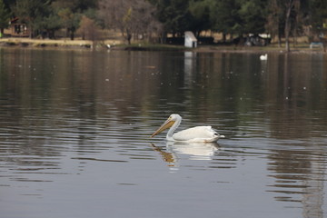 Pelicano nadando en lago