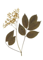 The Elder or Elderberry (Sambucus nigra) . Herbarium with dry pressed plants on white background. 