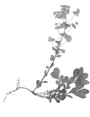 Herbarium with dry pressed plants on white background. Euphorbia amygdaloides.