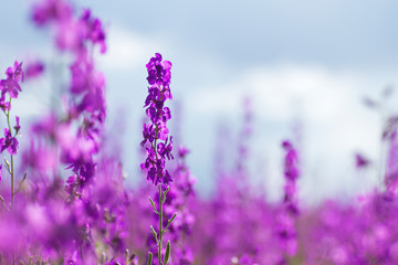 Consolida ajacis purple flowers growing wild in spring