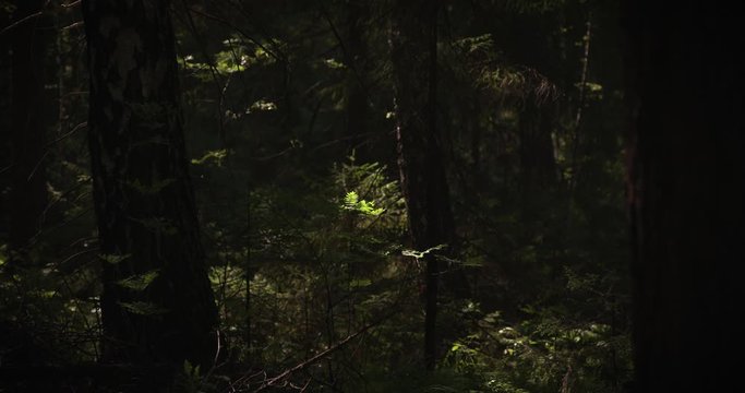 Old dark forest, single sun ray on a single leafe
