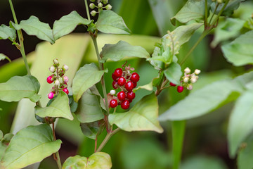 Obraz premium Perfeição flor