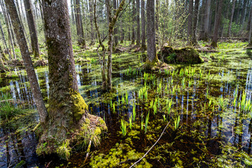 Zalany las (ols) w Białowieskim Parku Narodowym.