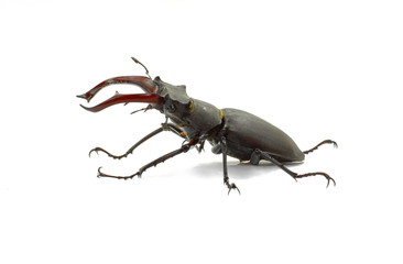 Male stag beetle isolated on white background. 