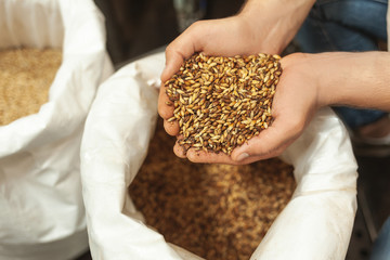 brewer examining hop grains in the bag