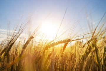 Obraz premium ears of grain. Growing in the field of wheat,barley,rye, background. cereals