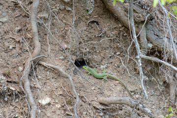 lizard on rock