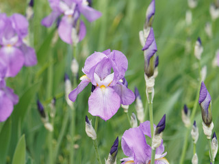 Iris germanica - L'iris d'Allemagne avec ses feuilles pointues en forme de glaive de couleur rose...