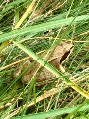Grassy Frog