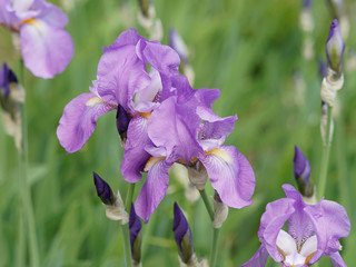 Iris germanica - L'iris d'Allemagne avec ses feuilles pointues en forme de glaive de couleur rose...