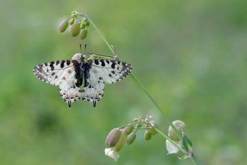 Papilionidae / Orman Fistosu / / Zerynthia cerisyi