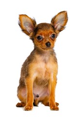 Toy Terrier Dog on Isolated White Background in studio