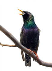 Common Starling On White