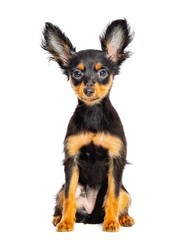 Toy Terrier Dog on Isolated White Background in studio