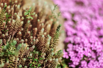 Shallow depth of field photo, only twigs ends in focus, young green fir sprouts, pink flowers behind. Abstract spring background.