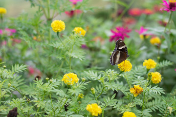 butterflies in a beautiful flower garden