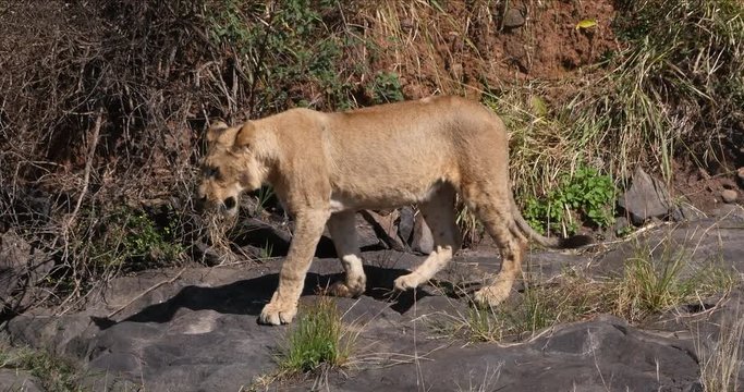 African Lion, panthera leo, Walking in Savannah, Nairobi Park in Kenya, Real Time 4K