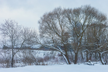 trees in the snow in the background of the winter forest