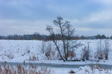 frozen trees on the bank of the river against a snow-covered field