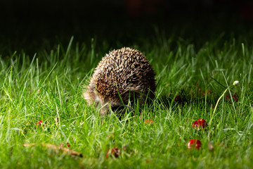 Hedgehog in the garden © Henrik Dolle