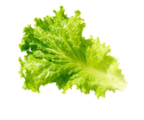 Lettuce fresh. Salad leaf. Fresh green lettuce leaves.