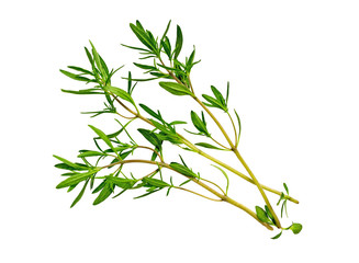 Savory bunch isolated on white background. Savory herb leaves.