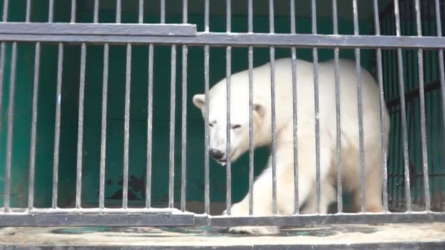Polar bear in a small cage with thick bars, captive animals. Horrible conditions of animals in little zoos of Asian, animal welfare activity. Super slow motion 1000 fps

