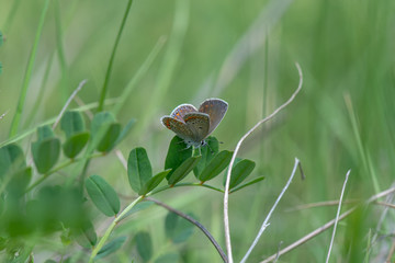 Lycaenidae / Çokgözlü Gök Mavisi / / Polyommatus bellargus