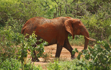 Fototapeta na wymiar an elephant in the bushes