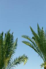 palm tops on the  sky background