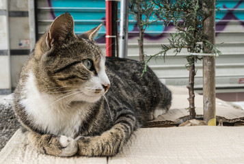 Streetcat in Istanbul.