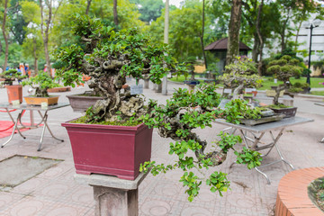 beautiful bonsai tree in a pot at a bonsai exposition