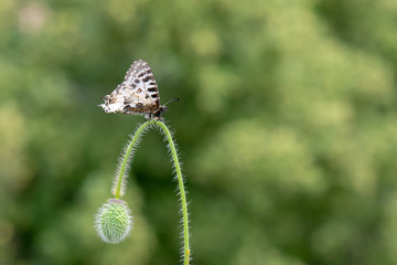 Papilionidae / Orman Fistosu / / Zerynthia cerisyi