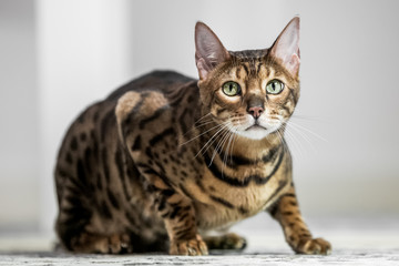 A Bengal cat crouching on a carpet looking at the camera.