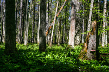 Białowieski Park Narodowy, las pierwotny, podmokły teren, martwe drzewa.