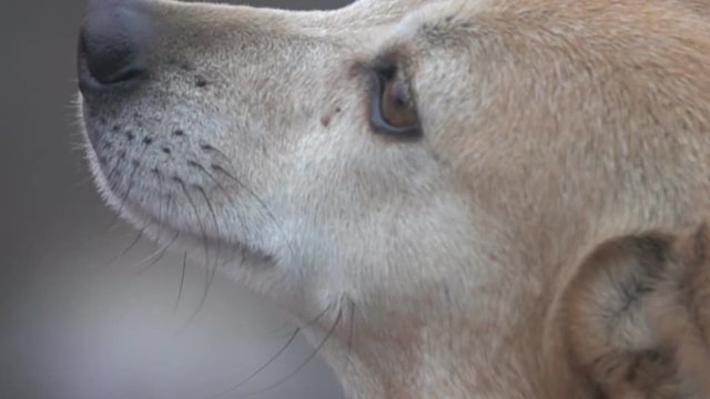 The face of the dog. Stray dog. You can see how the eyes work, nostrils catch smells. Appetitive behaviour. Super slow motion 1000 fps
