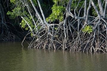 Mangroves in Queensland Australia