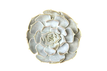 Echeveria isolated on white background. Houseplant succulent echeveria top view.