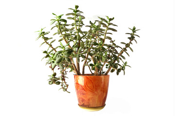 Jade plant isolated on white background. Succulent houseplant, crassula ovata, commonly known as...